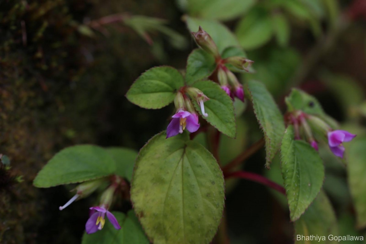 Sonerila crassicaulis Lundin